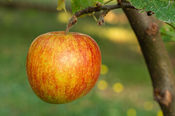 fresh and juicy apple growing on a apple tree branch