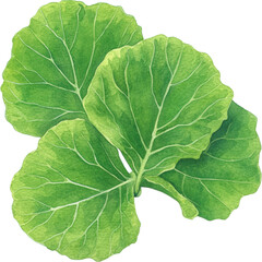 Wall Mural - Fresh green cabbage leaves isolated transparent background
