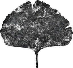 Wall Mural - Ginkgo Leaf Silhouette  Grunge Texture  Black and White  Botanical Art  Nature Design
