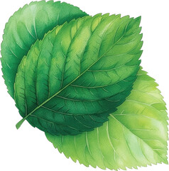 Wall Mural - Green Leaves  Nature Illustration  Botanical Design   Spring Foliage  Organic Growth