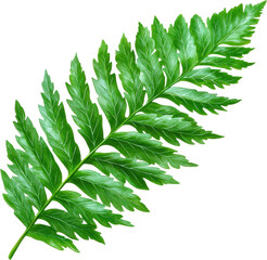 Wall Mural - Lush green fern leaf isolated transparent background   botanical illustration