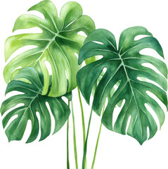 Wall Mural - Tropical Monstera Leaf Watercolor Illustration   Green Foliage Design