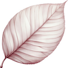 Wall Mural - Watercolor Pink Leaf Botanical Illustration  Nature Element  Floral Design  Isolated