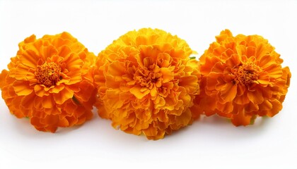 orange marigold flowers isolated on white background flower isolated photo summer spring flowers