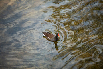 duck in the water