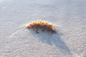 seagrass on water