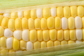 Fresh sweetcorn (bicolor) texture background, Close up