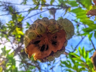 Ripe srikaya fruit grabbed by bird