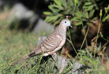 Wall Mural - Peaceful Dove pigeon bird standing on the border of a garden