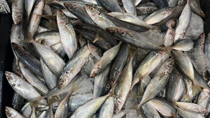 Fresh Fish for sale in the seafood market.Fresh fish for sale in a butcher shop.Fish meat on the stall. selling fresh fish in traditional market. traditional butcher stall.