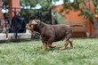 © Даша Швецова - Cute little American bully puppy