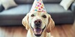 © Fatema - Dog wearing a party hat and enjoying herself