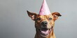 © Fatema - Dog wearing a party hat and enjoying herself