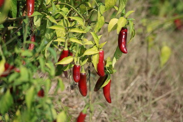 red hot chili peppers ready for harvest