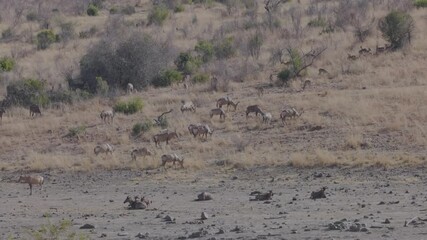 Wall Mural - a wide shot of several antelope species grazing and resting on a hill near a waterhole in pilanesberg national park of south africa