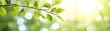 © admin_design - Sun-kissed green leaves on a branch,a captivating display of nature's beauty and tranquility