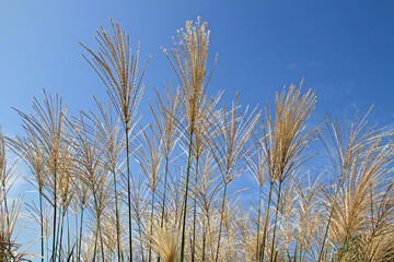 Wall Mural - Pampas grass at World Cup Park near Sangam-dong, Seoul, Korea
