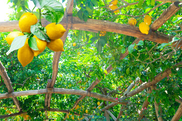 Fruits in Lemon garden of Sorrento at summer, retro toned