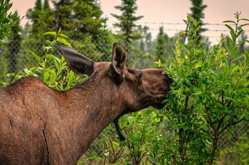 Close-up of a moose eating leaves from a bush in a forested area with a fence in the background