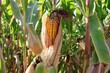 © Wirestock - Close-up of a ripe corn ear in a green field.