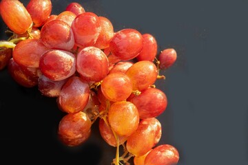 Close-up of red grapes in the early morning covered with dew drops