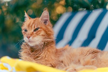 Close-up portrait of a ginger cat with green eyes in an outdoor setting