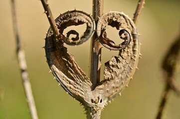 Close-up of a heart-shaped dried plant