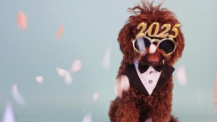 Wall Mural - Stylish poodle with festive 2025 glasses