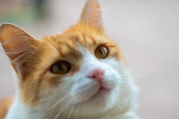 Close-up of an adorable orange and white cat