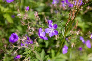 Purple wildflowers in a lush green meadow.