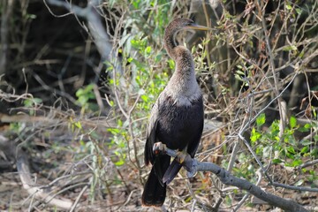 Bird perched on a branch in its natural habitat