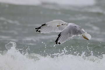 Seagull in flight over ocean waves