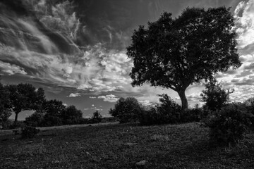 Black and white landscape with a large tree and dramatic sky.