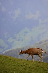 Goat grazing on a hill with a mountain backdrop.