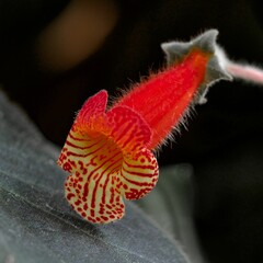 Sticker - Close-up of the bud of a vibrant flower