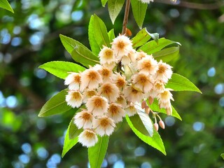 Blooming white flowers with green leaves.