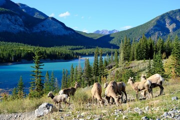 Herd of bighorn sheep grazing near a Barrier lake in a mountainous landscape under a clear blue sky