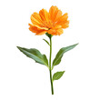 © john - Single orange flower with green leaves isolated on white.