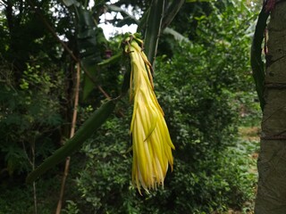 White flowers of the dragon fruit tree are blooming.