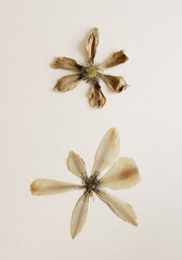 Wall Mural - Flowers background. Dried clemantis flowers pressed top view on beige background  Minimal floral card, greetings card, aesthetic poster. Earth colors