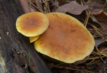 hygrophoropsis aurantiaca wrong chanterelle brown mushrooms on a rotten tree closeup makro