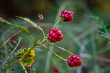 red blackberries in the autumn forest