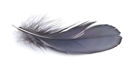 Beautiful grey bird feather isolated on white