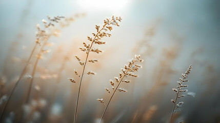 Wall Mural - Soft-focus image of delicate grass in a serene, natural setting.