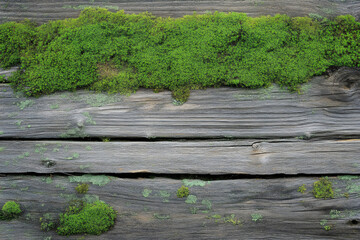 Green moss on weathered wooden plank surface with copy space for textured natural background concept