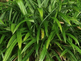 The pandan plant has a fragrant aroma and is often used as food coloring for cakes.