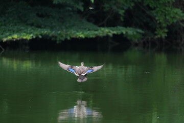 Canvas Print - eurasian spot billed duck in a pond