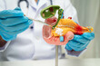 © manassanant - Pancreatitis, pancreatic cancer, Asian doctor with pancreas, gallbladder and bile duct human anatomy model at hospital.