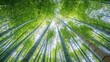 © IMAGINIAC - A Low Angle View Looking Up Through a Dense Bamboo Forest