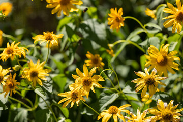 Natural floral background with yellow flowers